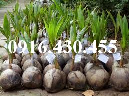 Cây giống dừa xiêm lùn đỏ
